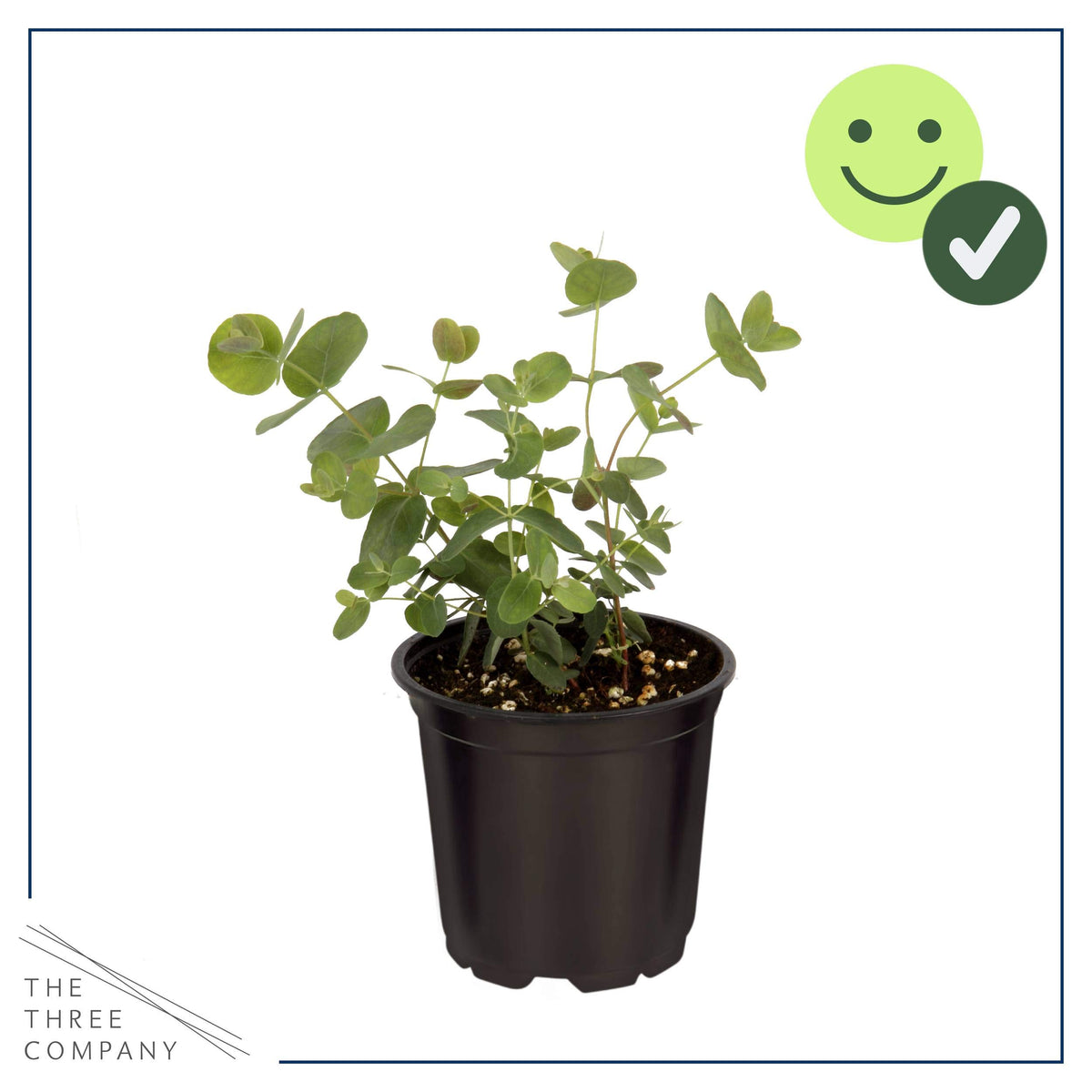 Four-pack eucalyptus setup ready for indoor growth on a shelf or counter.