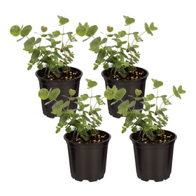 The Three Company eucalyptus plant arrival showing healthy greens for indoor setup.