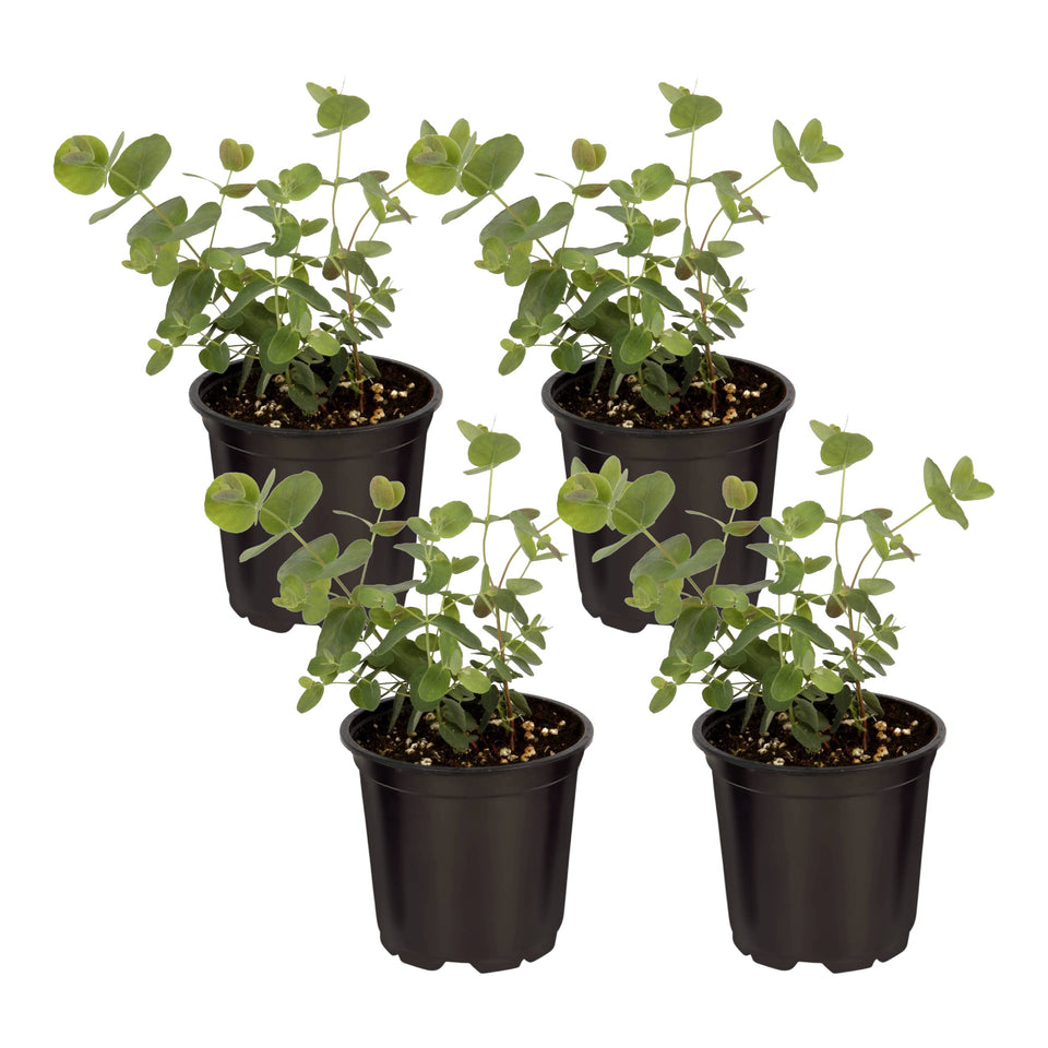The Three Company eucalyptus plant arrival showing healthy greens for indoor setup.