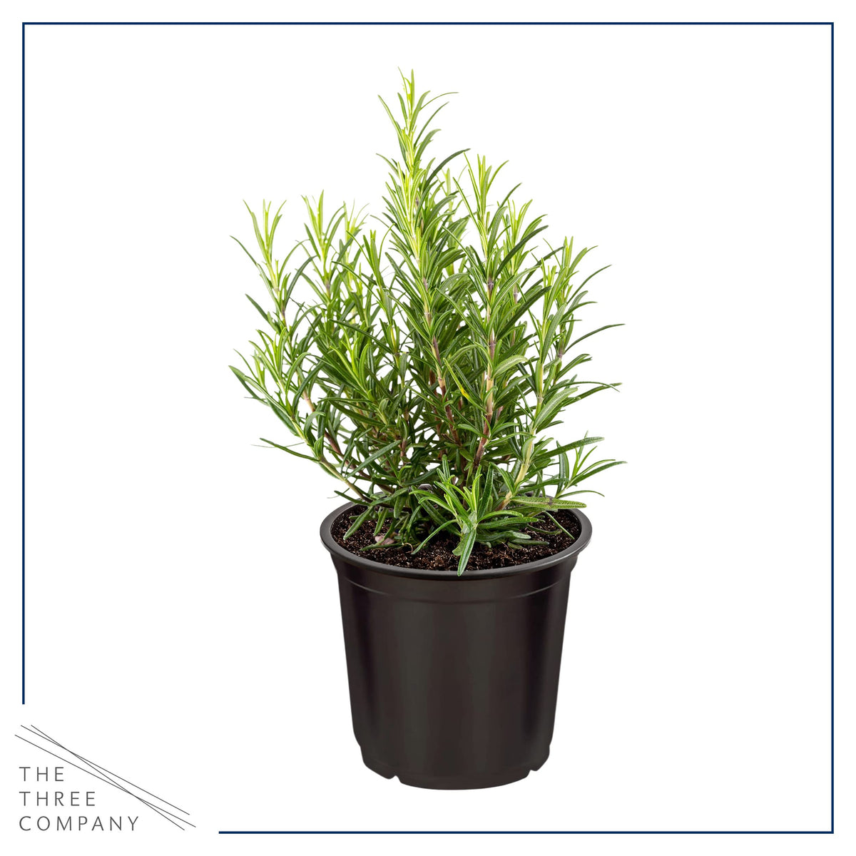 The Three Company eucalyptus branch; refreshing scent for indoor herb display.