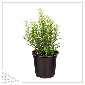 The Three Company eucalyptus branch; refreshing scent for indoor herb display.