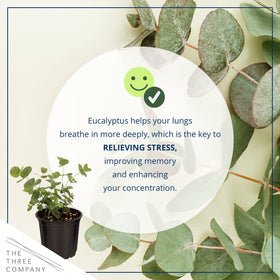 Care guide included with The Three Company eucalyptus plants for easy maintenance.