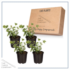 Eucalyptus thriving in a sunny windowsill, adding natural fragrance to the room.