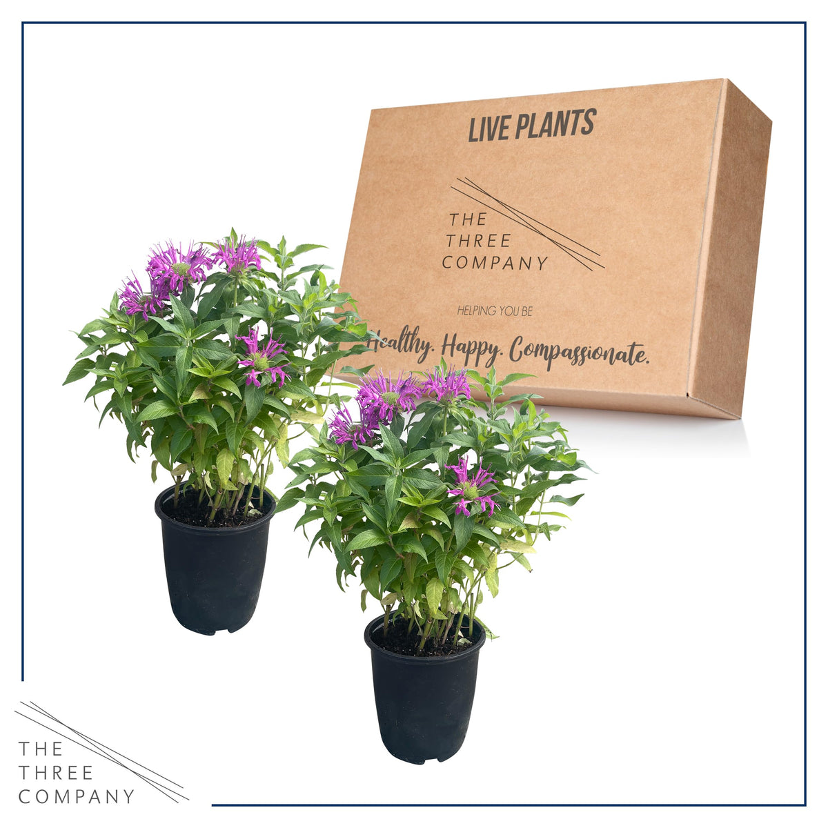 The Three Company fragrant bee balm leaves emphasize aromatic foliage for sensory gardens.