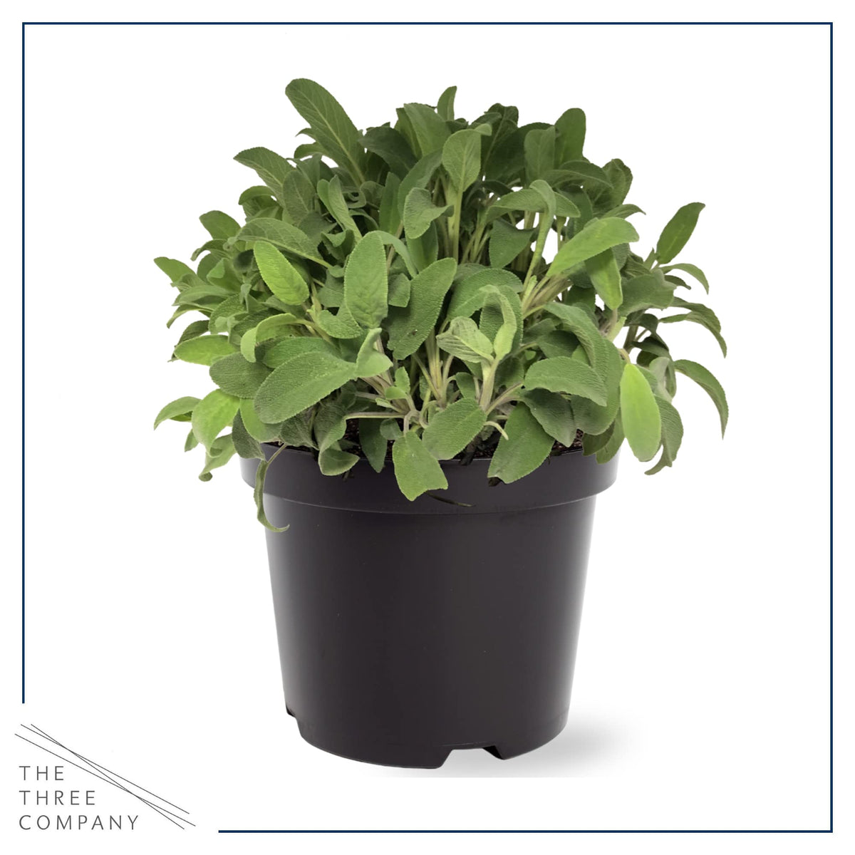 The Three Company greenhouse-fresh herbs; scent-filled greens for daily use.