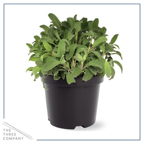 The Three Company greenhouse-fresh herbs; scent-filled greens for daily use.