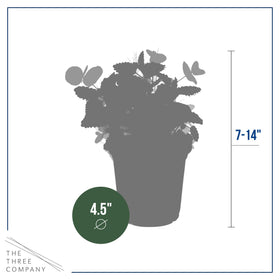 The Three Company harvest-ready herbs pack; convenient fresh ingredients at hand.