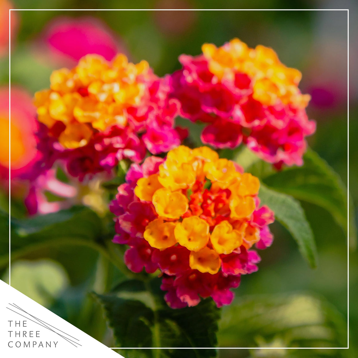 The Three Company lantana Havana Sunset bloom closeup showing multi-color blooms.