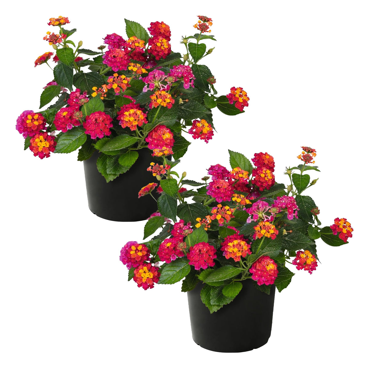 The Three Company lantana Havana Sunset color mix in bloom for vibrant garden borders.