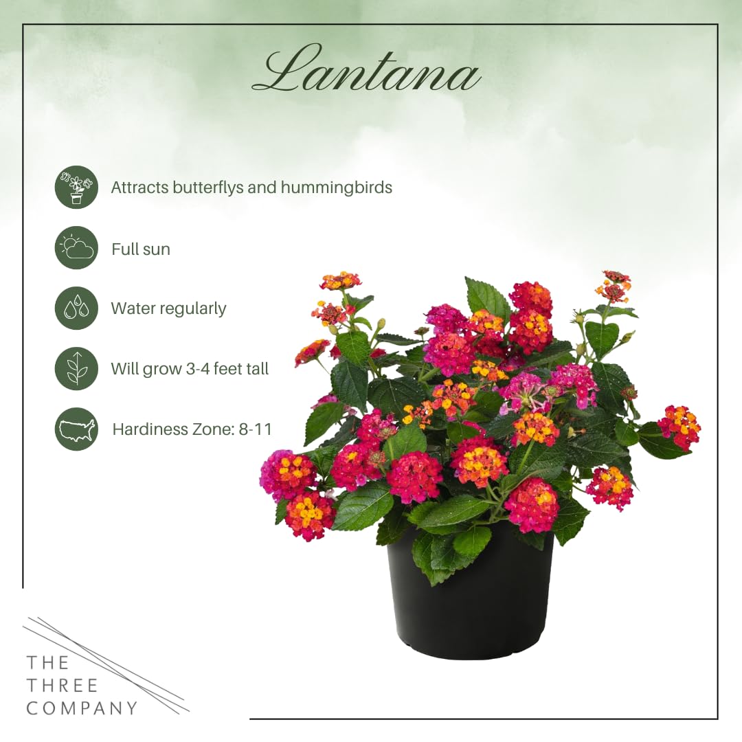 The Three Company lantana Havana Sunset full plant display for compact gardens.