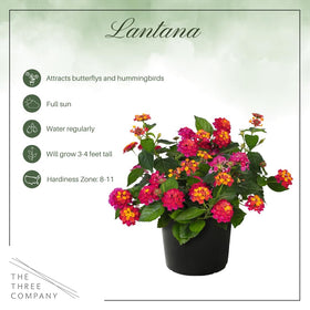The Three Company lantana Havana Sunset full plant display for compact gardens.