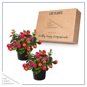 The Three Company lantana Havana Sunset garden-ready cluster for sunny beds.