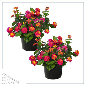 The Three Company lantana Havana Sunset potted 8-inch plant ready for containers.