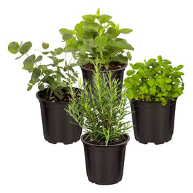 The Three Company lemon verbena leaf; aromatic garnish for fresh meals.