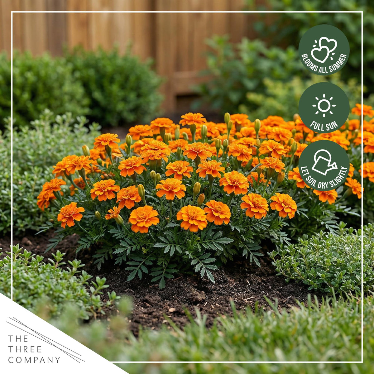 The Three Company live marigolds arrive fresh for easy garden pops.