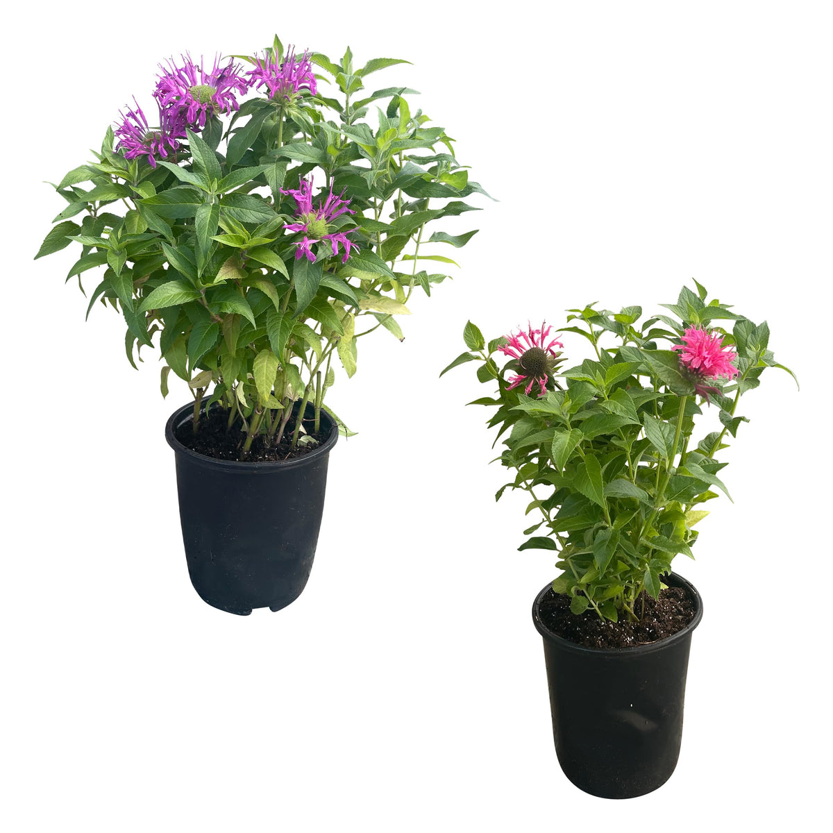 The Three Company bee balm front view with two healthy plants for vibrant garden color.