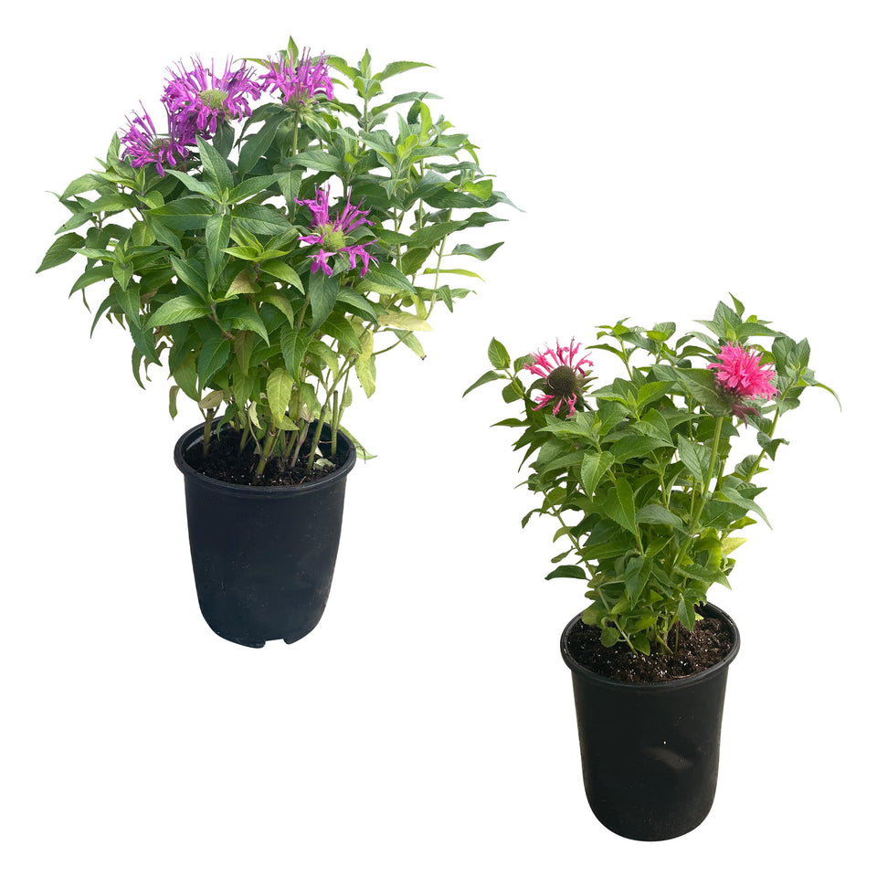 The Three Company bee balm front view with two healthy plants for vibrant garden color.