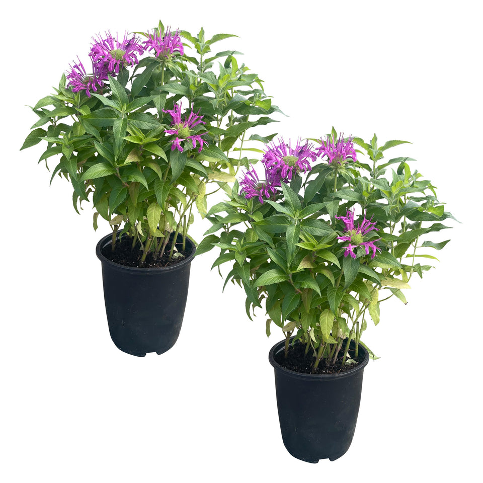 The Three Company live flowering bee balm balmy purple 2 plants showcase vibrant blooms for sunny gardens.