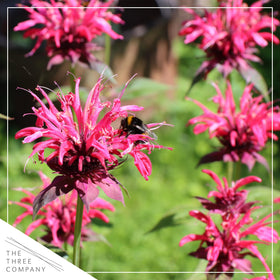 The Three Company bee balm pink-purple blooms closeup, ideal for attracting butterflies.