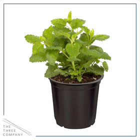 The Three Company mint plant; lively aroma enhances windowsills and teas.