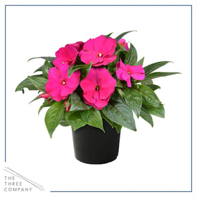The Three Company New Guinea Impatiens heart-shaped petals close-up display