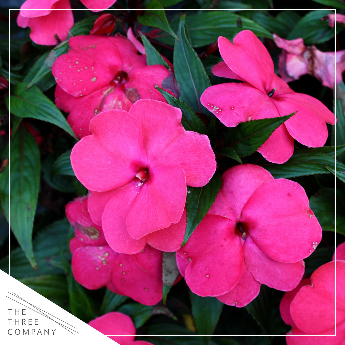 The Three Company New Guinea Impatiens close-up petals show heart-shaped blooms