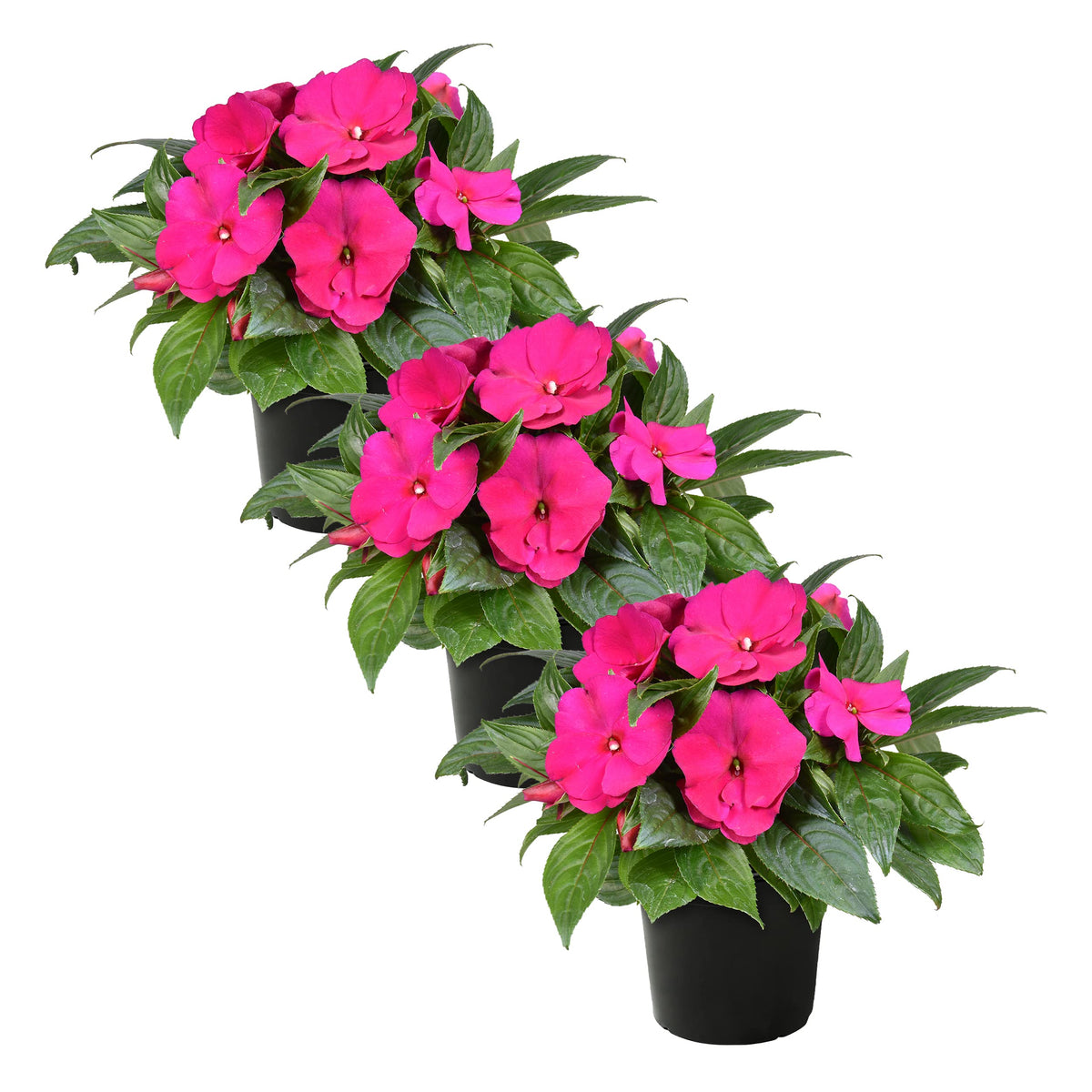 The Three Company New Guinea Impatiens pink pack front view for bright spring color