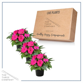 The Three Company New Guinea Impatiens in a shaded garden spot with color