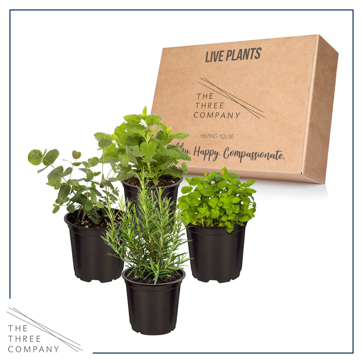 The Three Company window-sill collection; compact herbs for easy indoor gardening.