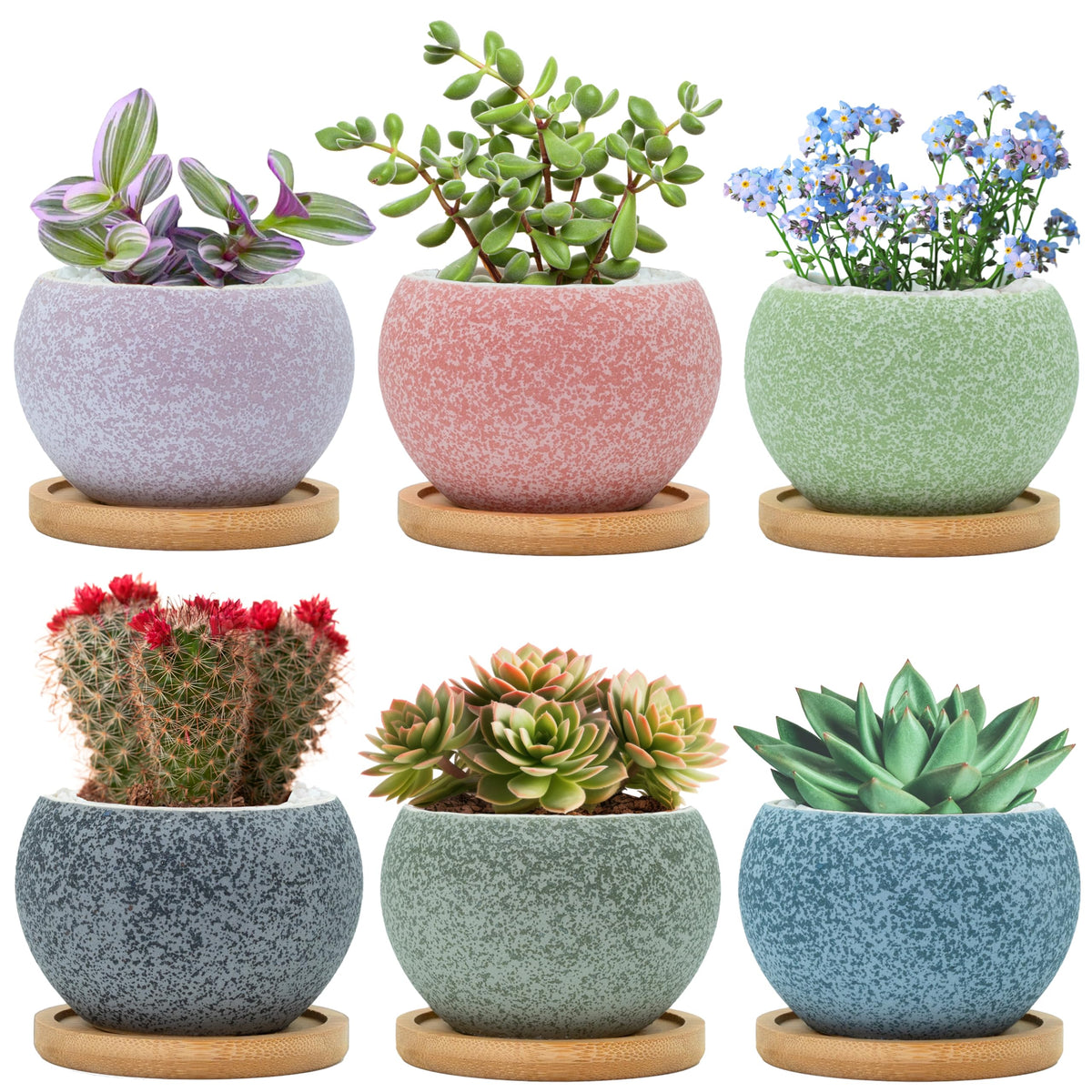 Thriving Thicket 3-inch ceramic pot with drainage holes, ideal for succulents.