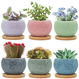 Thriving Thicket 3-inch ceramic pot with drainage holes, ideal for succulents.
