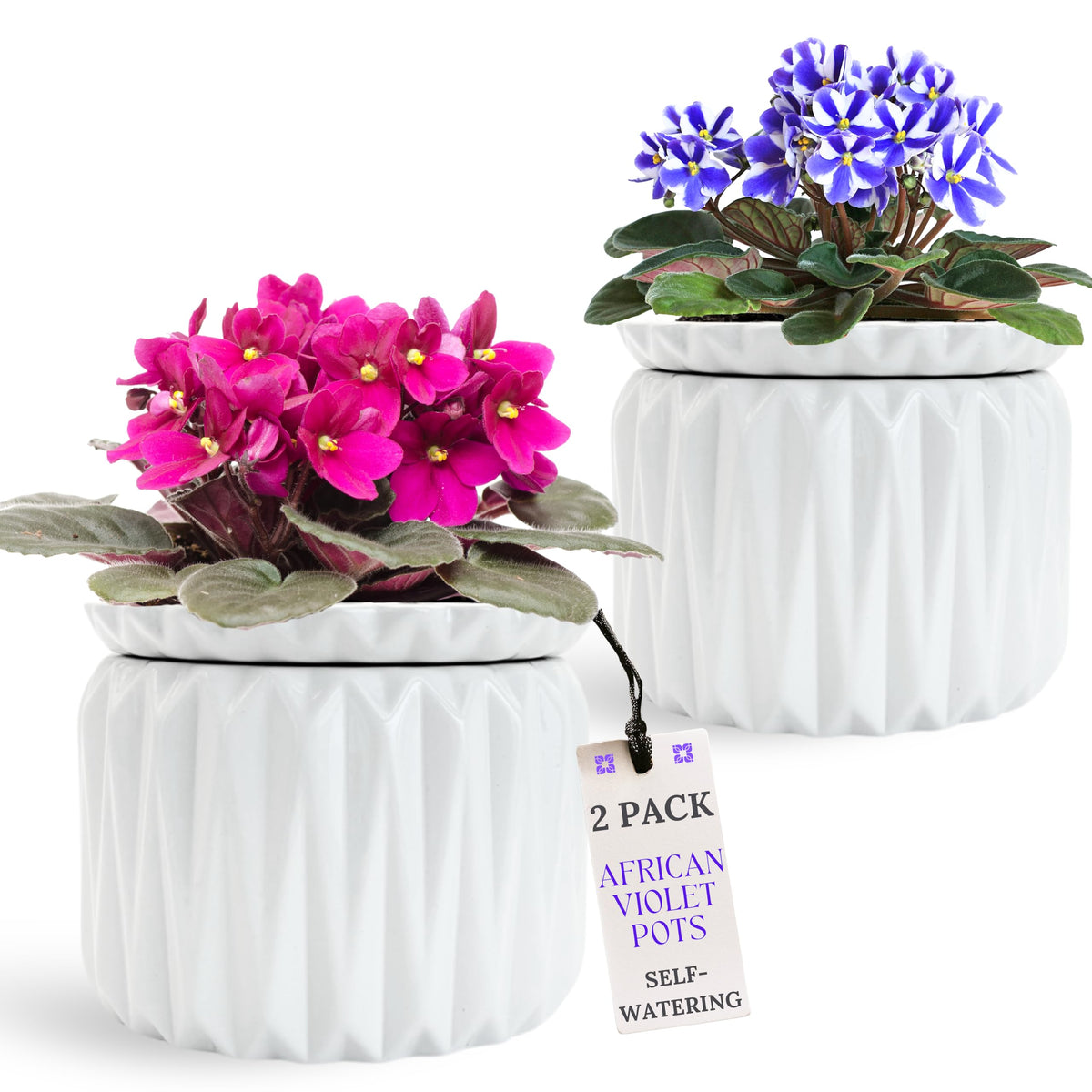 Thriving Thicket African Violet pot shows water level lines for precise watering.