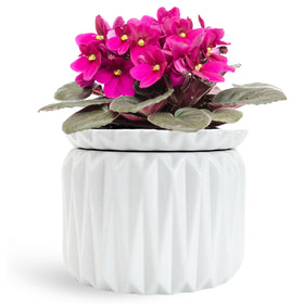 Thriving Thicket African violet self-watering pot with integrated water reservoir for steady moisture.
