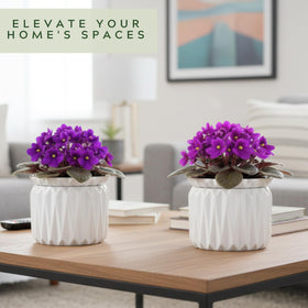 Thriving Thicket ceramic planter shows a 6-inch opening for easy planting and care.