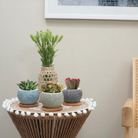 Thriving Thicket high-fired ceramic pot, durable for indoor plant displays.