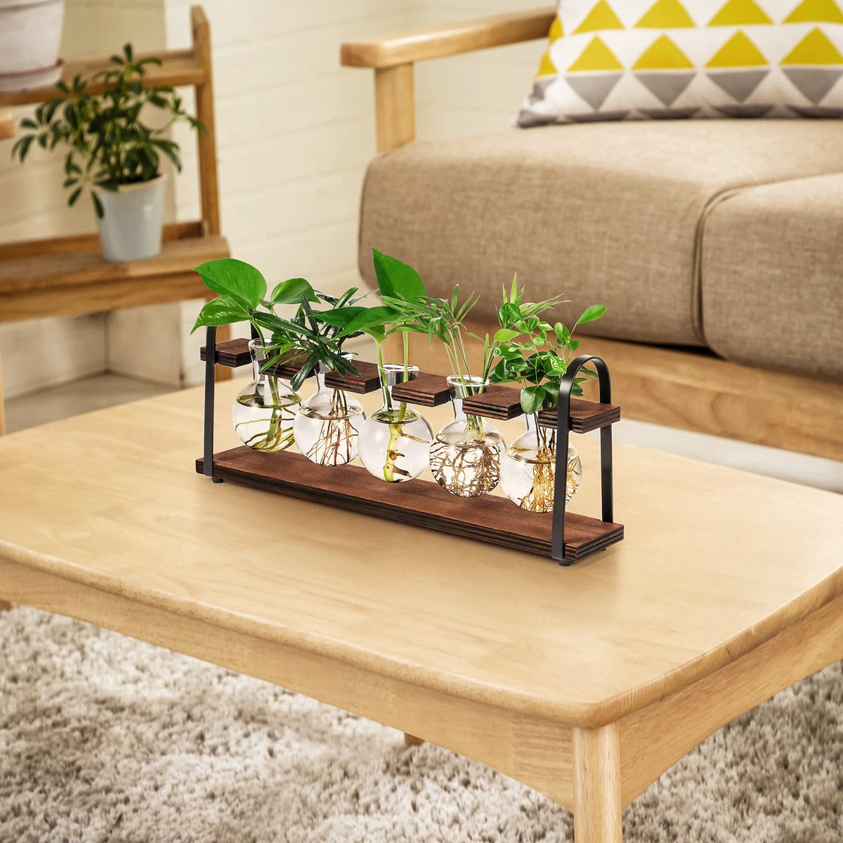 THYGIFTREE glass vase for observing root growth in a desktop terrarium.
