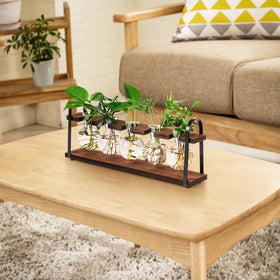 THYGIFTREE glass vase for observing root growth in a desktop terrarium.