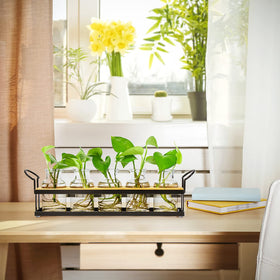 THYGIFTREE desk setup demonstrates compact hydroponic propagation