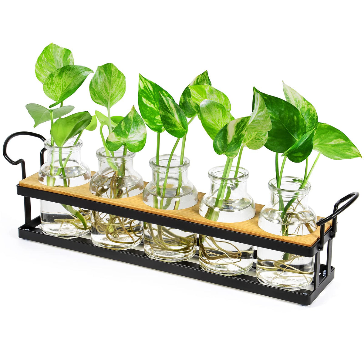 THYGIFTREE propagation station with wooden base on a desk for stylish plant rooting