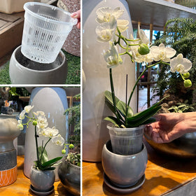 Tialero orchid pot 4-5-inch clear promotes healthy roots with slots