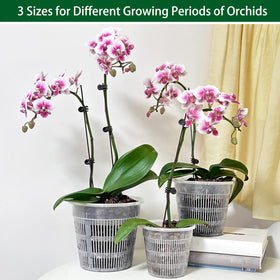 Tialero orchid pot 5-5-inch clear enabling optimal aeration and drainage