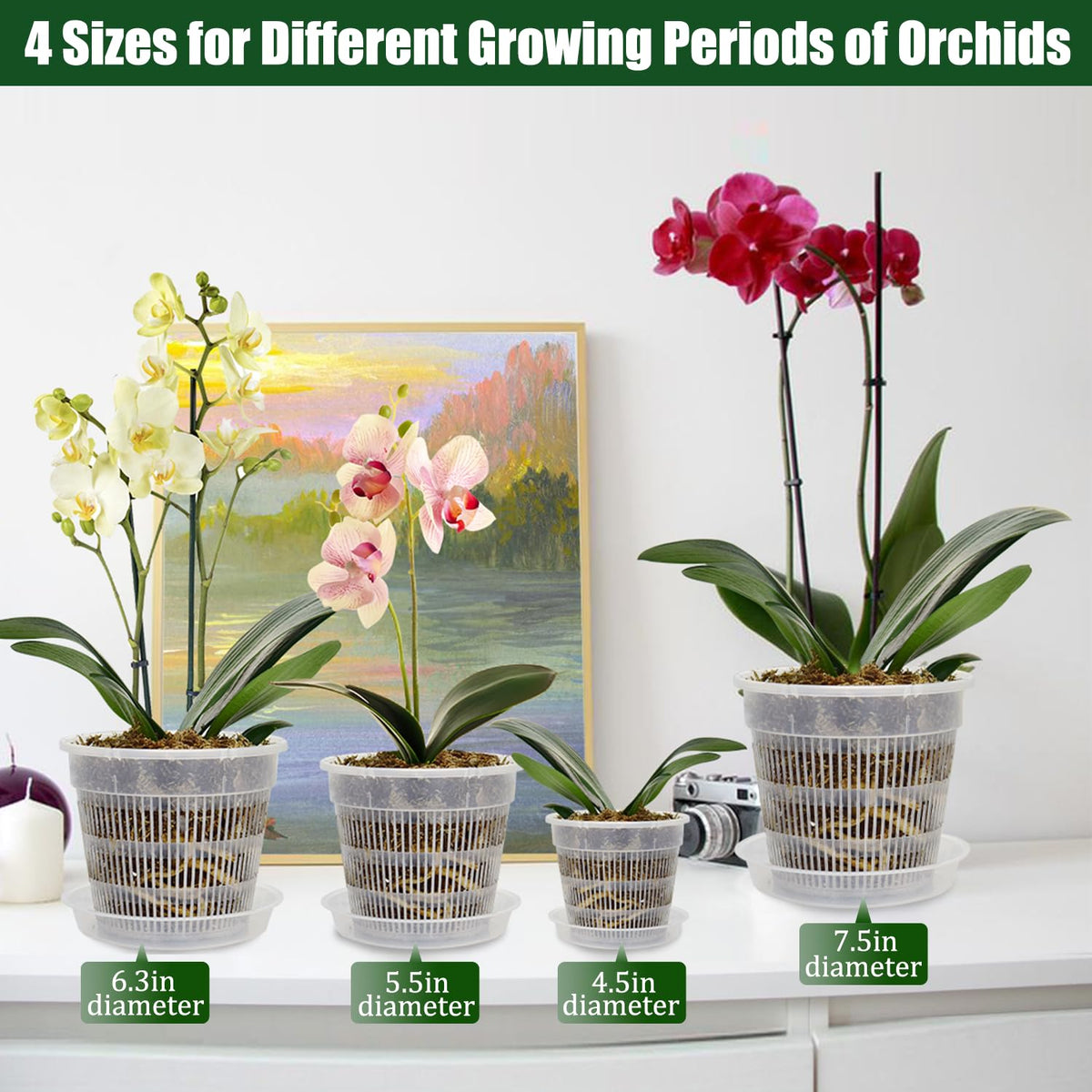Tialero 6.3-inch orchid pot with clear walls for root observation