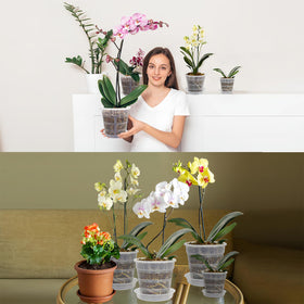 Tialero repotting kit image showing complete orchid pot set
