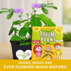 TickleMe Plant classroom activity supports interactive learning.