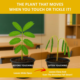 TickleMe Plant live sensitive plant growing indoors for interactive science at home