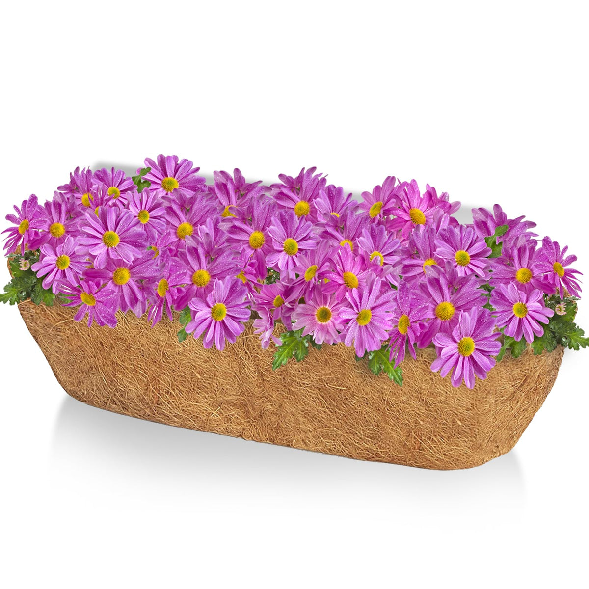 TigeJoy 36-inch trough coco liner inside a hanging basket supports sturdy roots