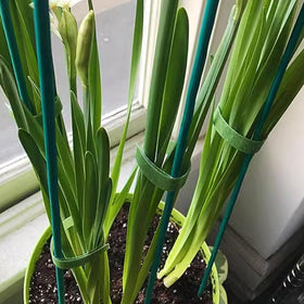 TIHOOD bamboo stake setup in soil for easy garden organization.