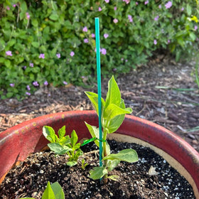 TIHOOD green metallic twist ties secure stems and vines reliably.