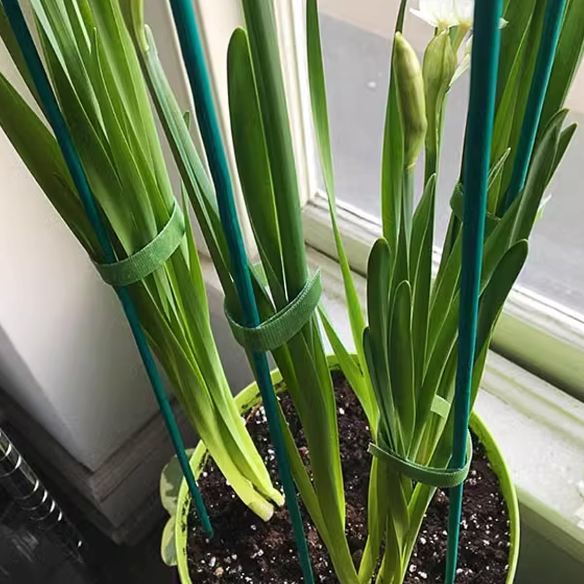 TIHOOD stakes in soil showing plant support use
