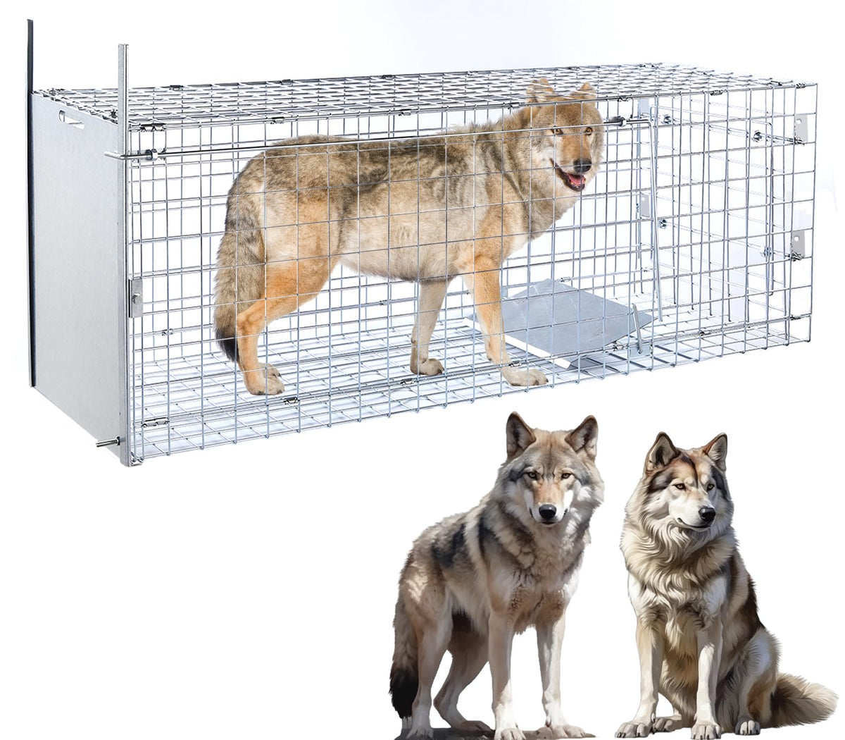 Timaze 57-inch large trap assembly shows quick, humane setup for capture